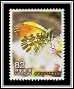 Orange Tip Butterfly