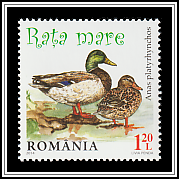 Mallard