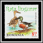 Northern Shoveler