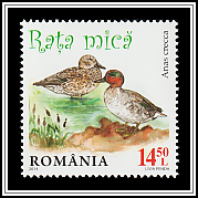 Eurasian Teal