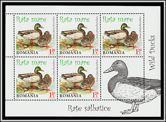 Mallard (Anas platyrhynchos)