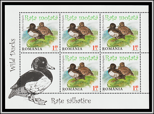 Tufted Duck (Aythya fuligula)