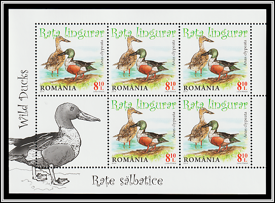 Northern Shoveler (Anas clypeata)