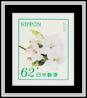 Apple Blossoms