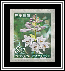 Plantain Lily