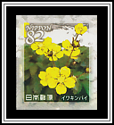Cinquefoil
