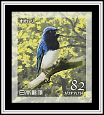 Blue-and-white Flycatcher