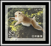 Japanese Macaque