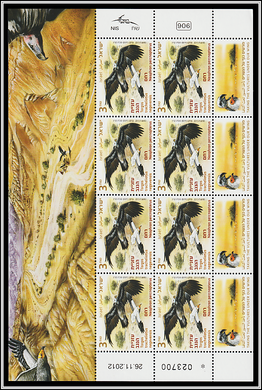 Egyptian Vulture (Neophron percnopterus)