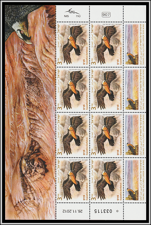 Bearded Vulture (Gypaetus barbatus)