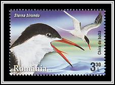 Common Tern