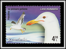 Yellow-legged Gull