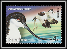 Pied Avocet