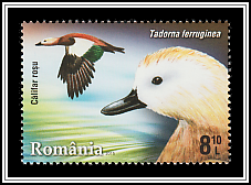 Ruddy Shelduck