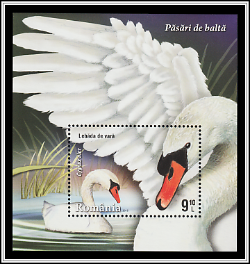 Mute Swan (Cygnus olor)