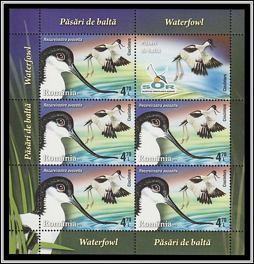 Pied Avocet (Recurvirostra avosetta)
