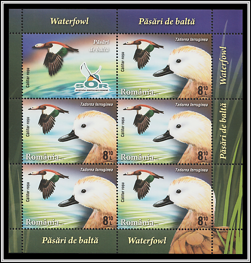 Ruddy Shelduck (Tadorna ferruginea)