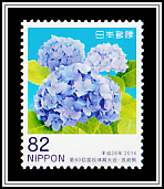 Hydrangea Macrophylla