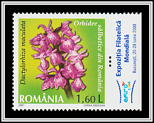 Dactylorhiza Maculata