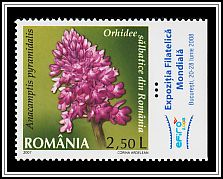 Anacamptis Pyramidalis