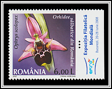 Ophrys Scolopax