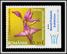 Cephalanthera Rubra