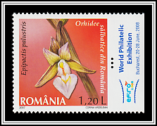 Epipactis Palustris