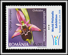 Ophrys Scolopax