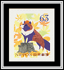 Raccoon Dog