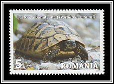 Banat’s Tortoise