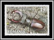 Stag Beetle