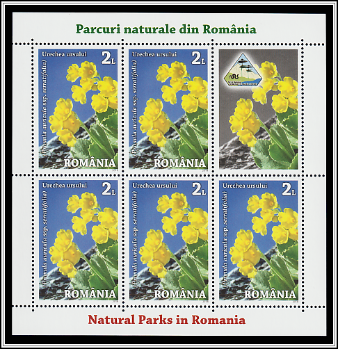 Bear's Ear (Primula auricula ssp. serratifolia)
