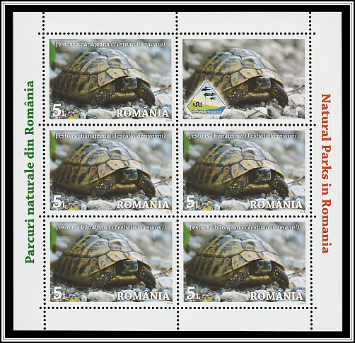 Banat’s Tortoise (Testudo hermanni)