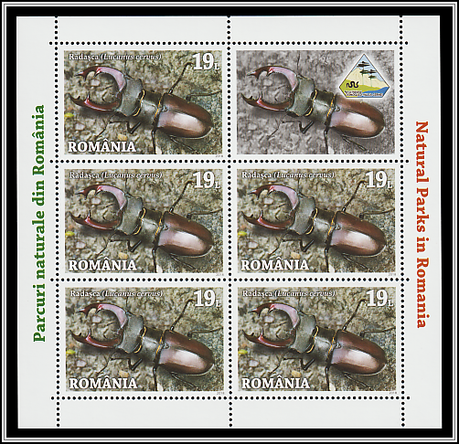 Stag Beetle (Lucanus cervus)