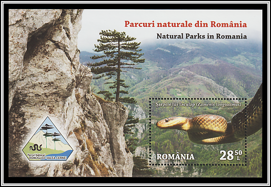 Esculap's Snake (Zamenis longissimus)