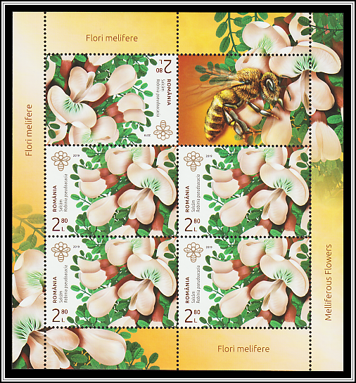 Black Locust (Robinia pseudoacacia)