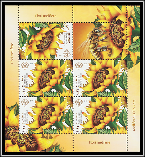 Sunflower (Helianthus annuus)