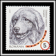 Carpathian Shepherd