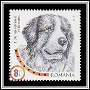 Bucovina Shepherd