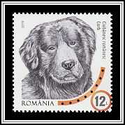 Romanian Raven Shepherd