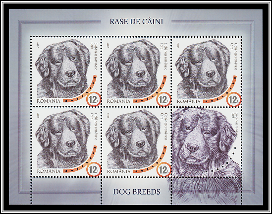 Romanian Raven Shepherd