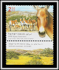 Asian Donkey (Equus hemionus)