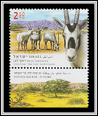 Arabian Oryx (Oryx leucoryx)