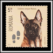 Belgian Malinois