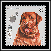 Labrador Retriever