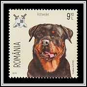 Rottweiler