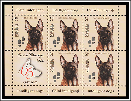 Belgian Malinois