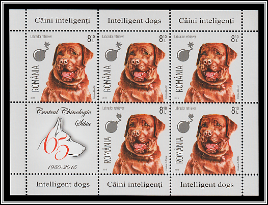 Labrador Retriever