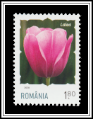 Tulip