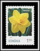 Daffodil